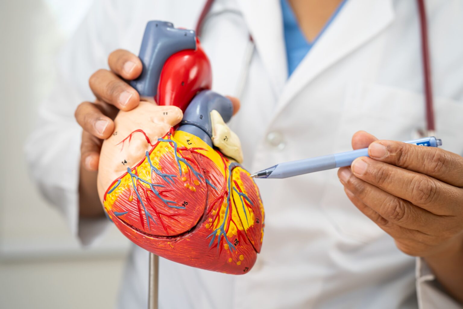 Image cardiovascular disease cvd asian doctor holding h 2025 03 30 07 10 25 utc